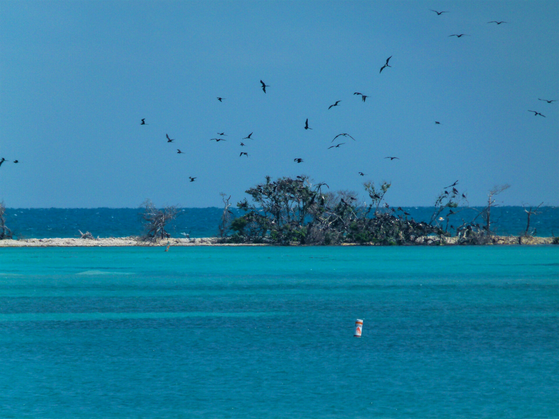 Magnificent Frigatebird colony on Long Key