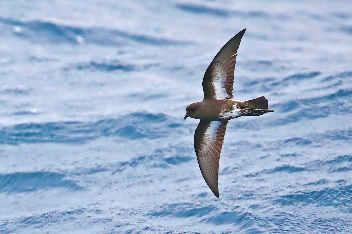 New Zealand Storm-Petrel