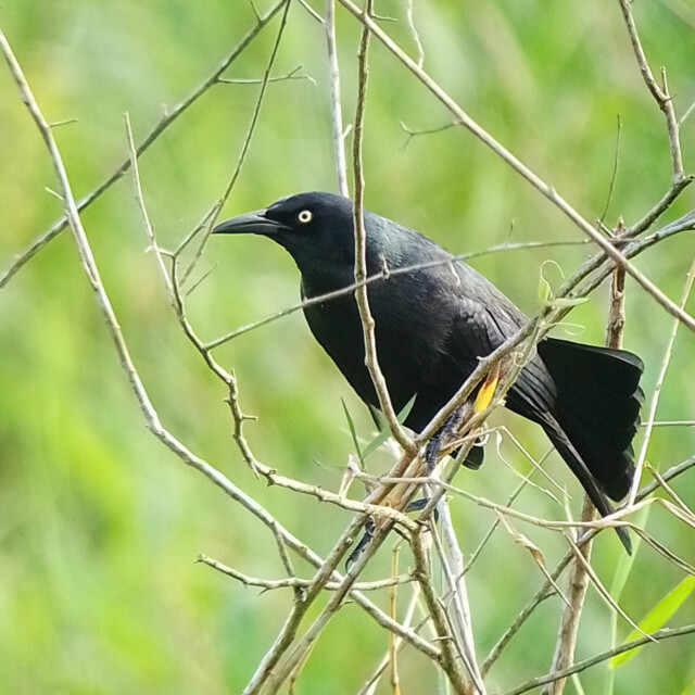 Nicaraguan Grackle