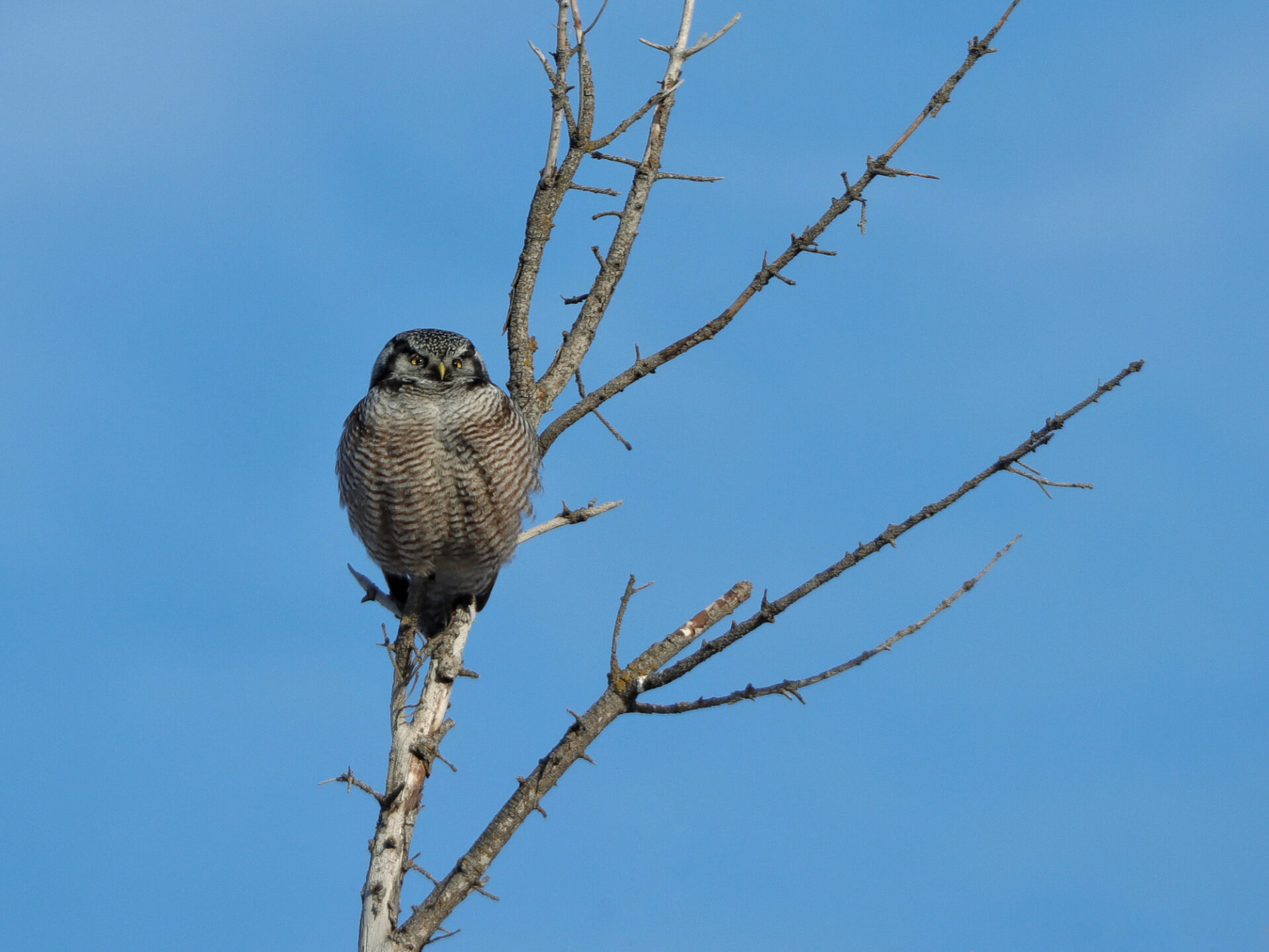 Northern Hawk Owl