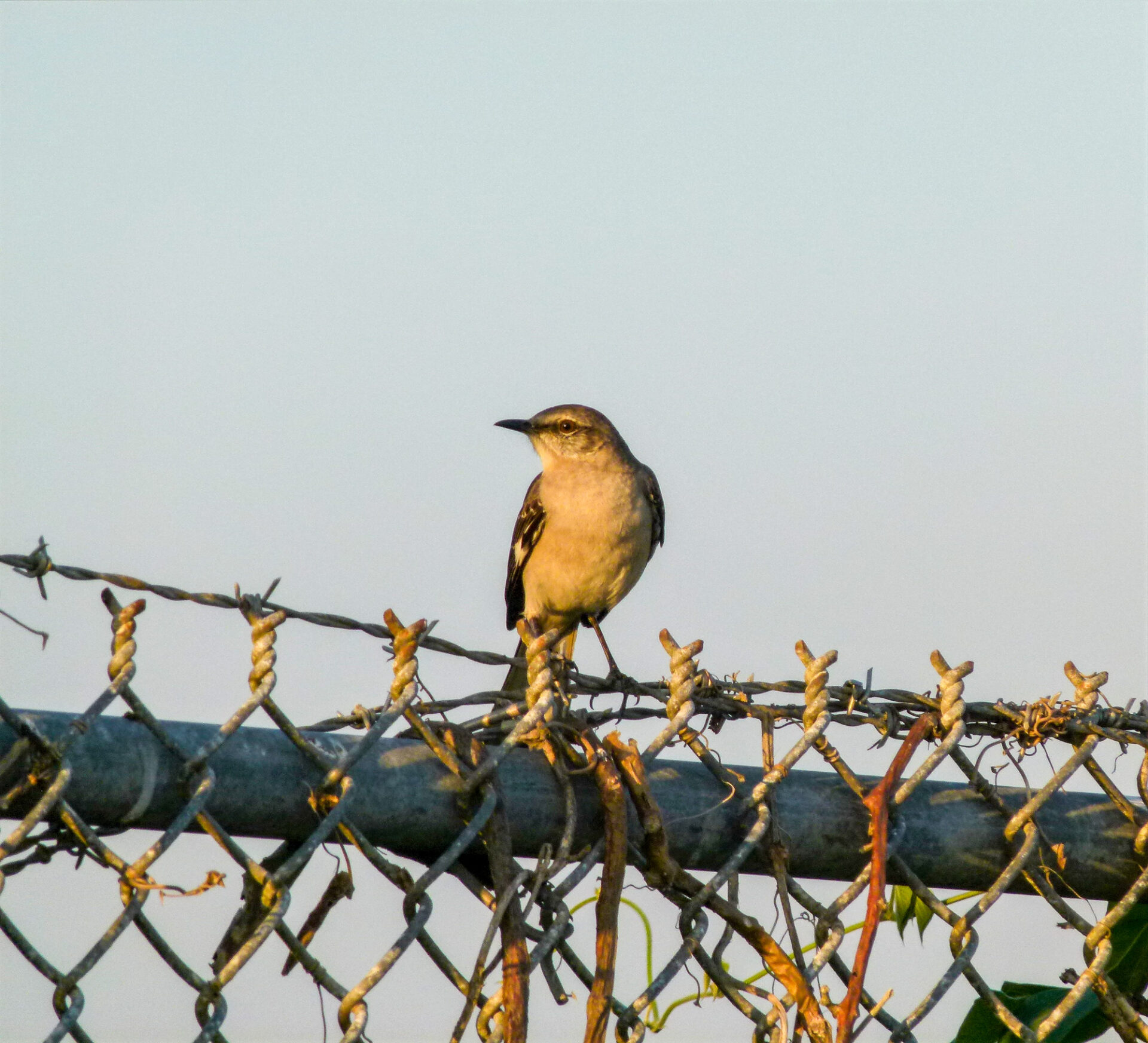 Northern Mockingbird, Florida