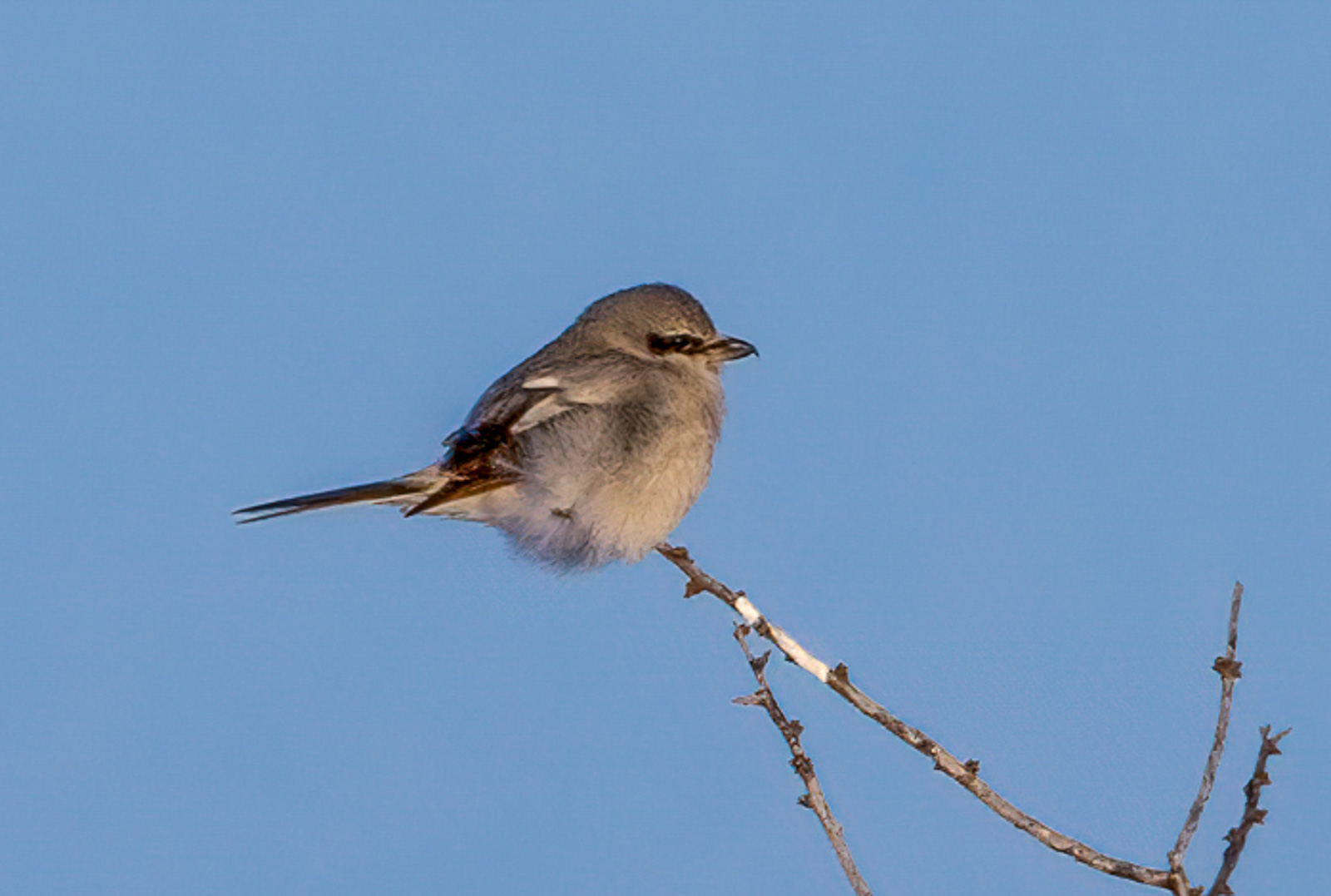 Northern Shrike
