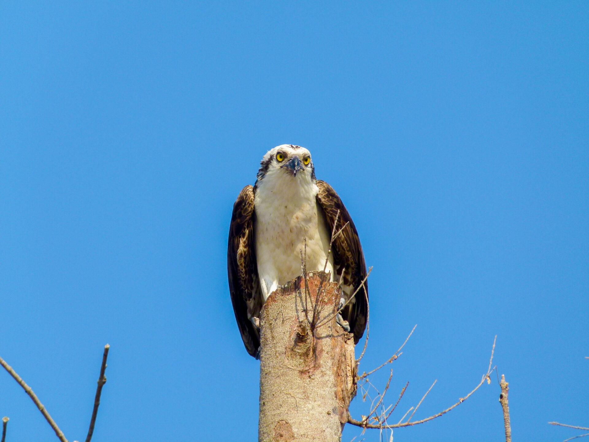 Osprey, Florida