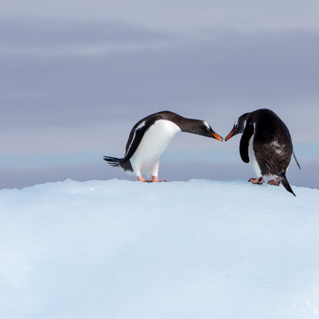 Explore Eagle-Eye Tours for Antarctica