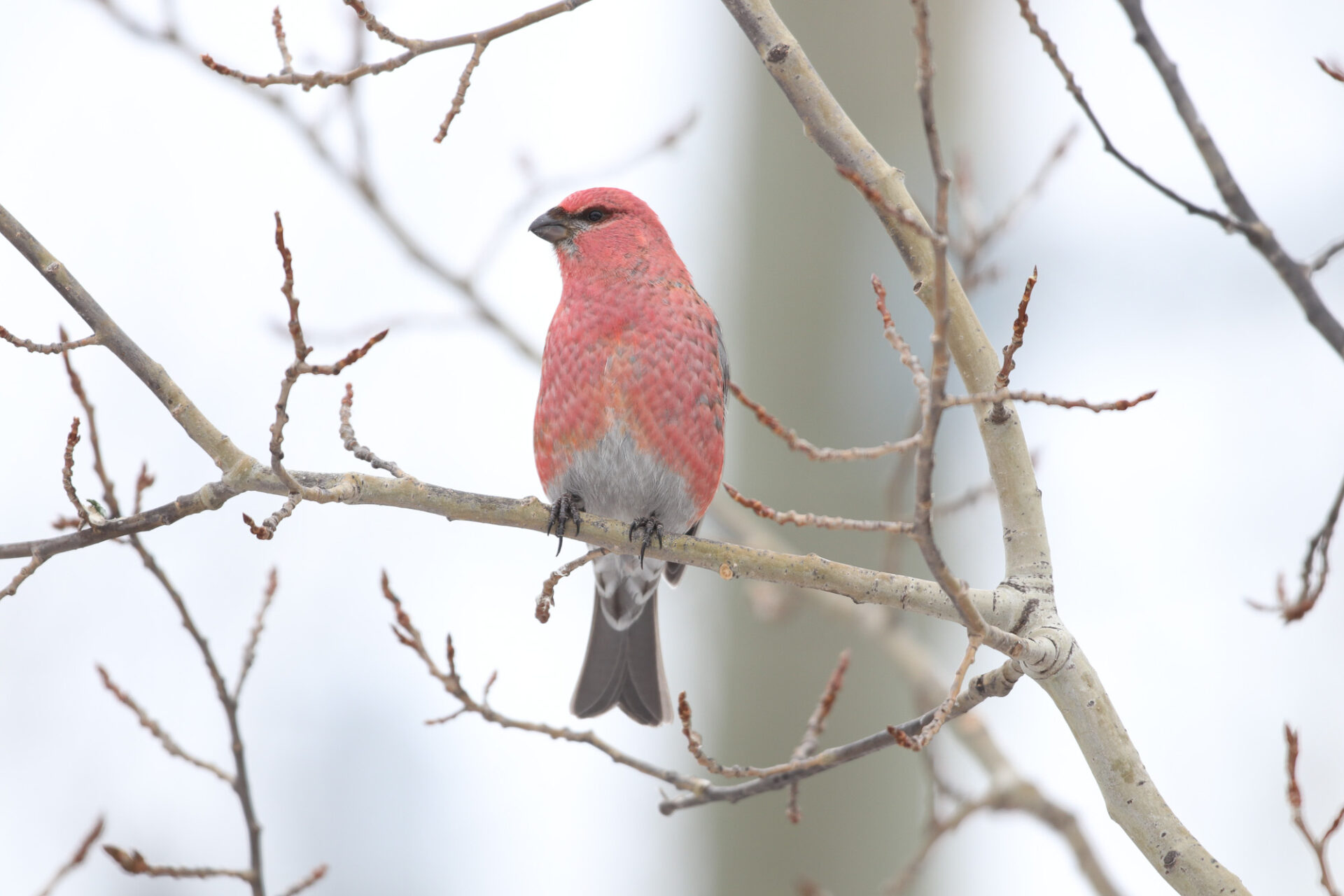 Pine Grosbeak