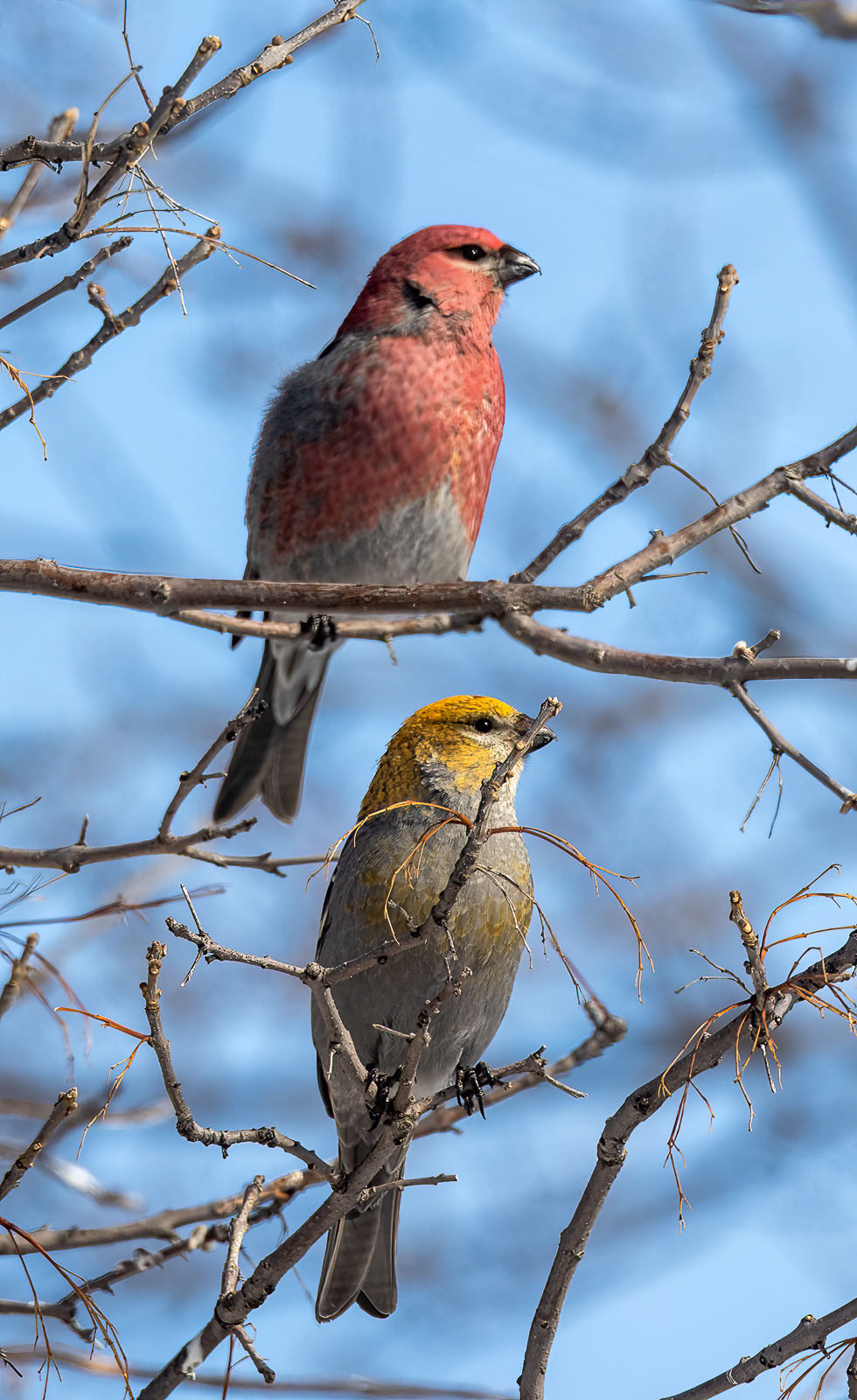 Pine Grosbeaks, male and female