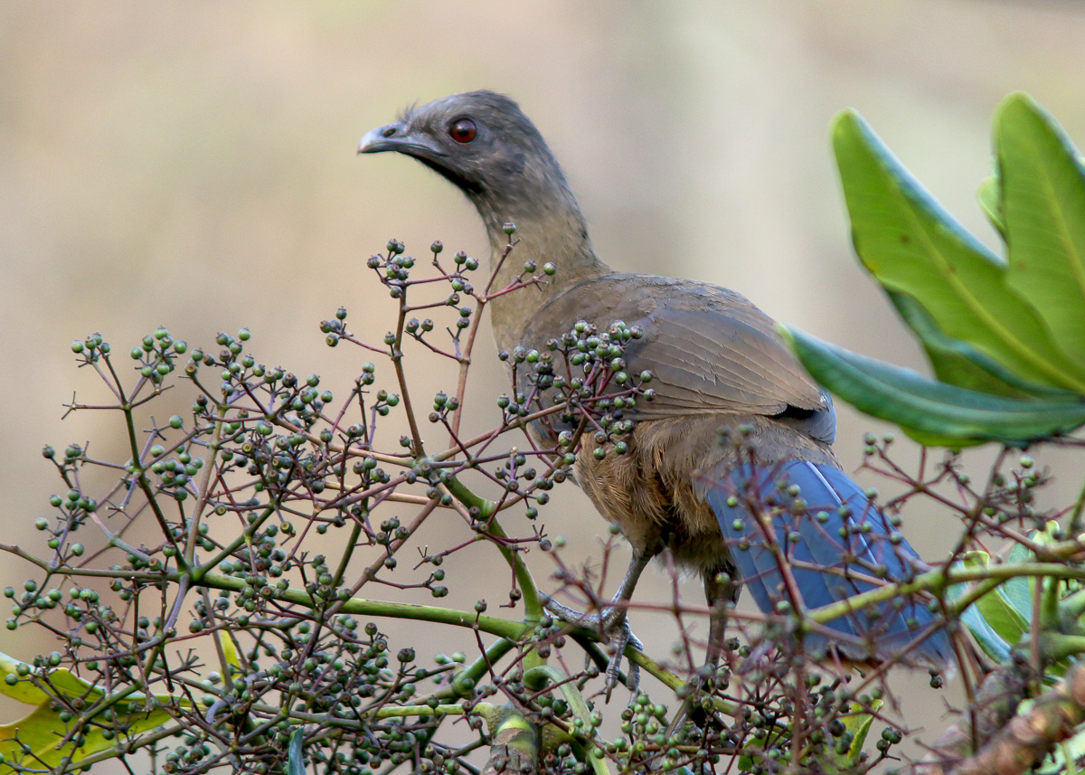 Plain Chachalaca