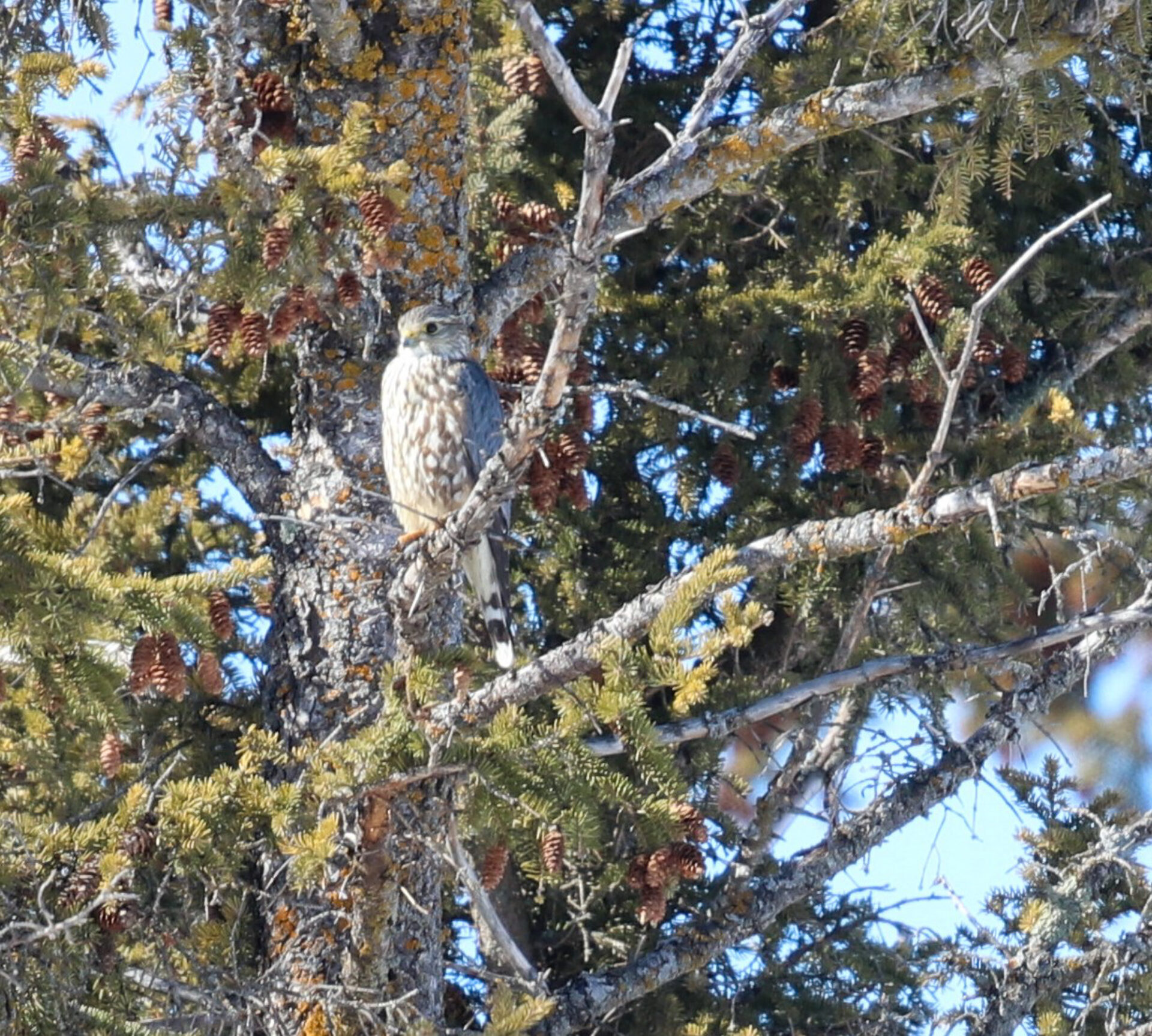 Prairie or Richardson's Merlin