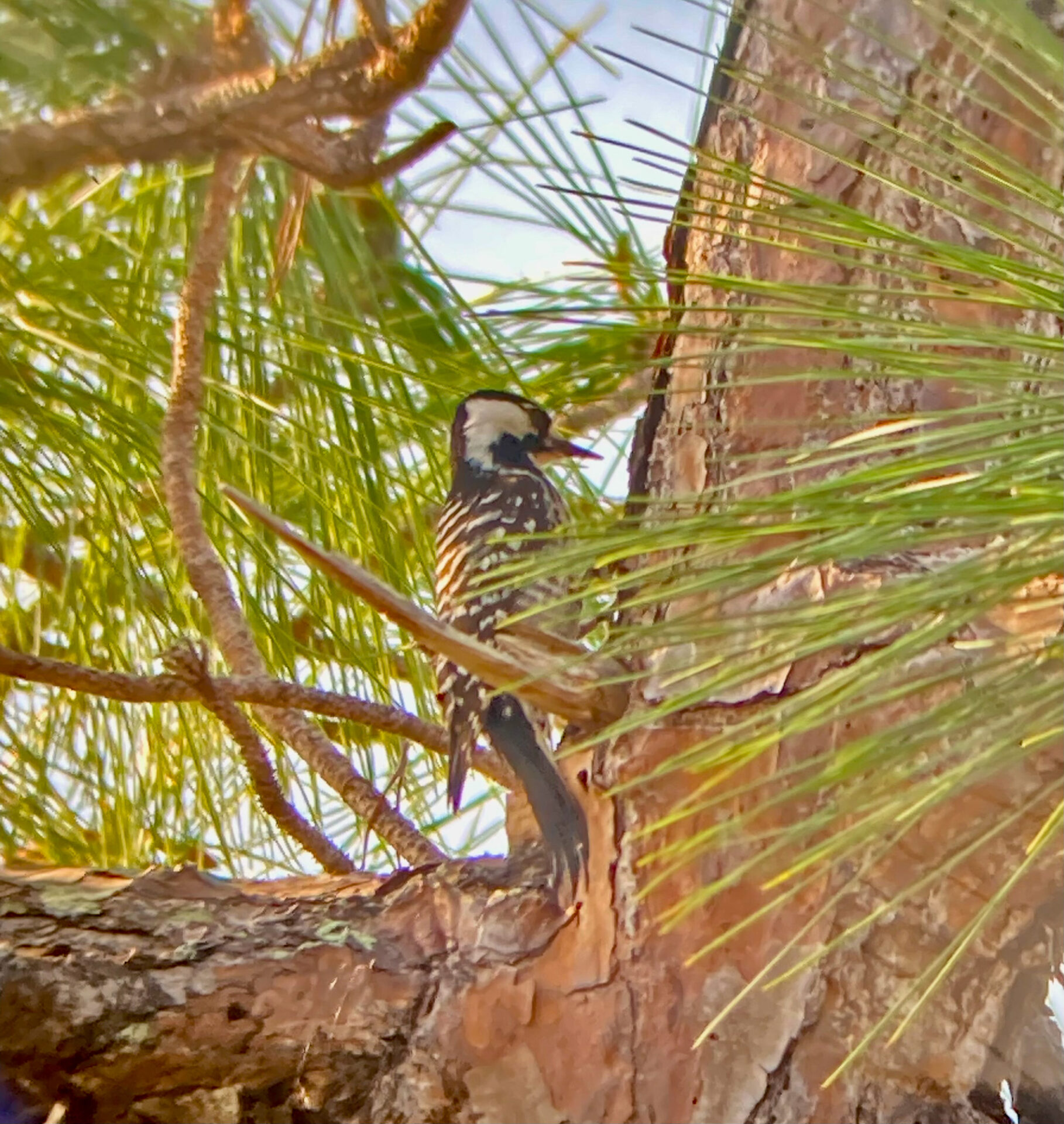 Red-cockaded Woodpecker