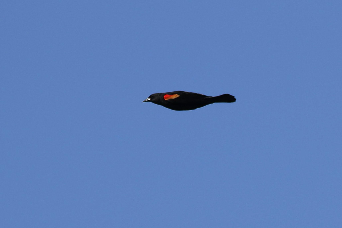 Red-shouldered Blackbird