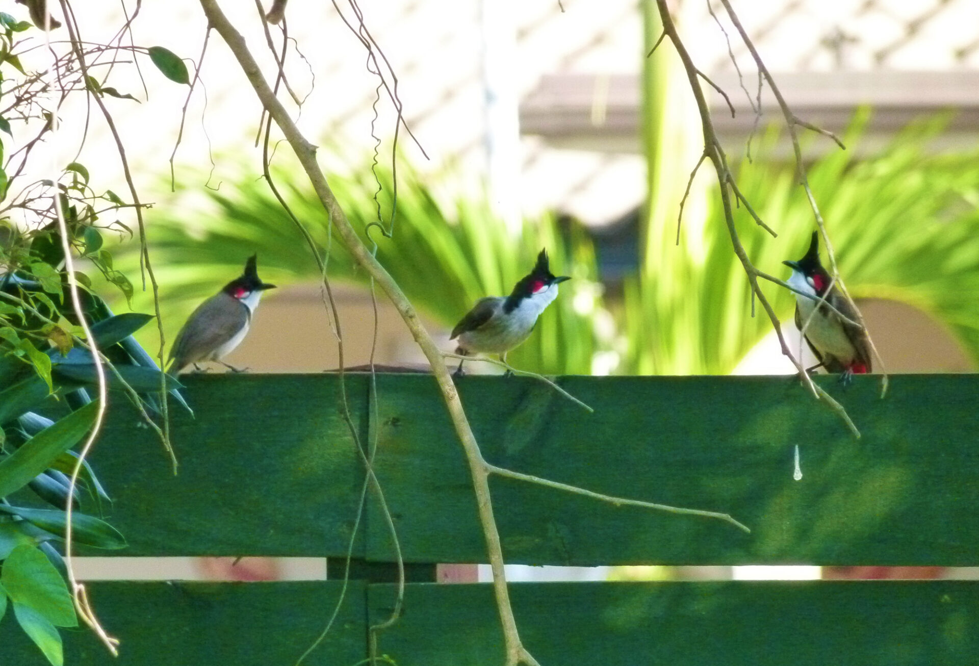 Red-whiskered Bulbuls at Pine Woods Park