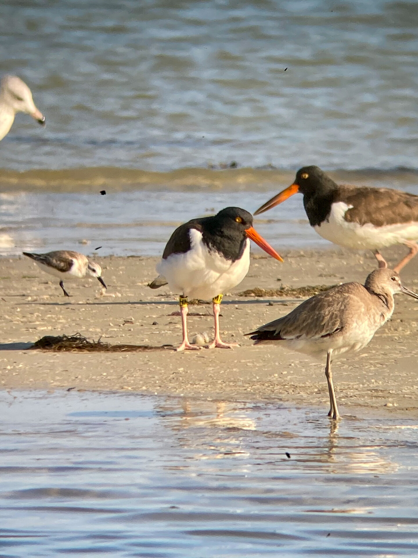 Ring-billed Gull, Sanderling, Western Willet, pair of American Oystercatchers