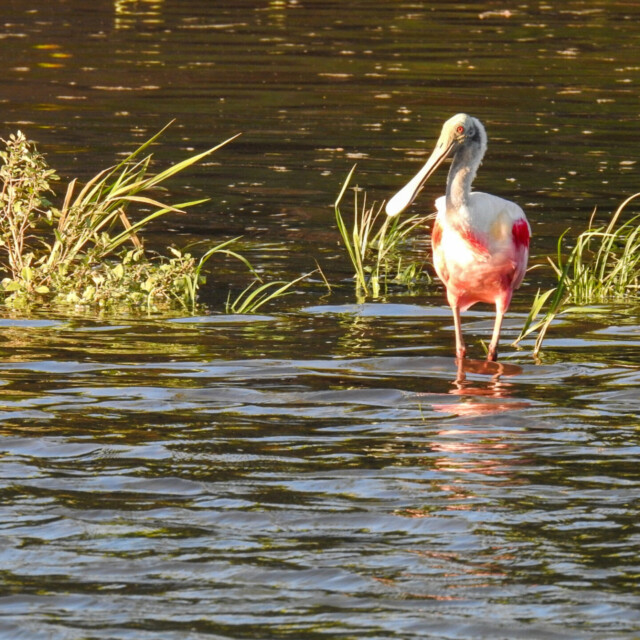 Roseate Spoonbill, Costa Rica