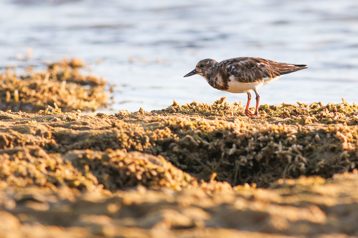 Ruddy Turnstone in Cuba