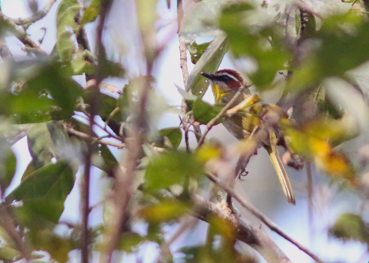 Rufous-capped Warbler