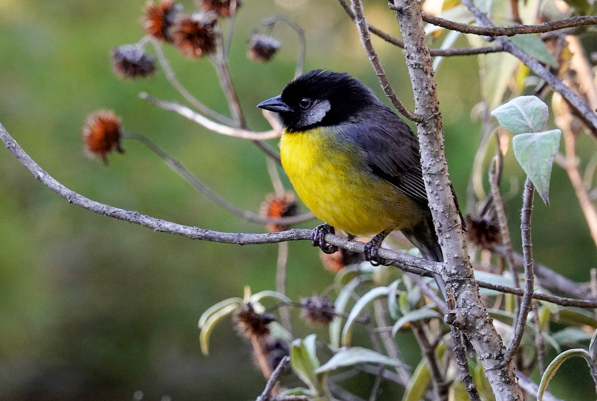 Santa Marta Brushfinch, Colombia