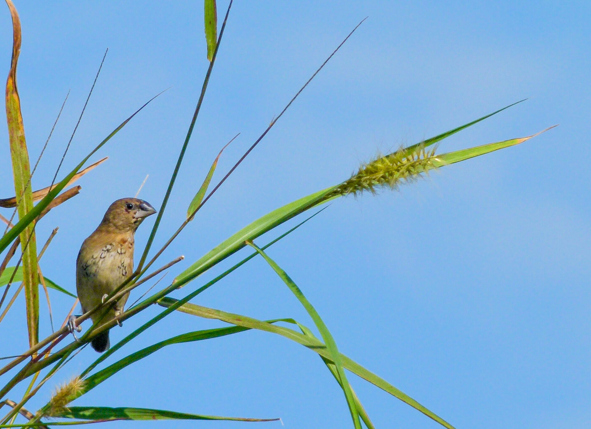 Scaly-breasted Munia