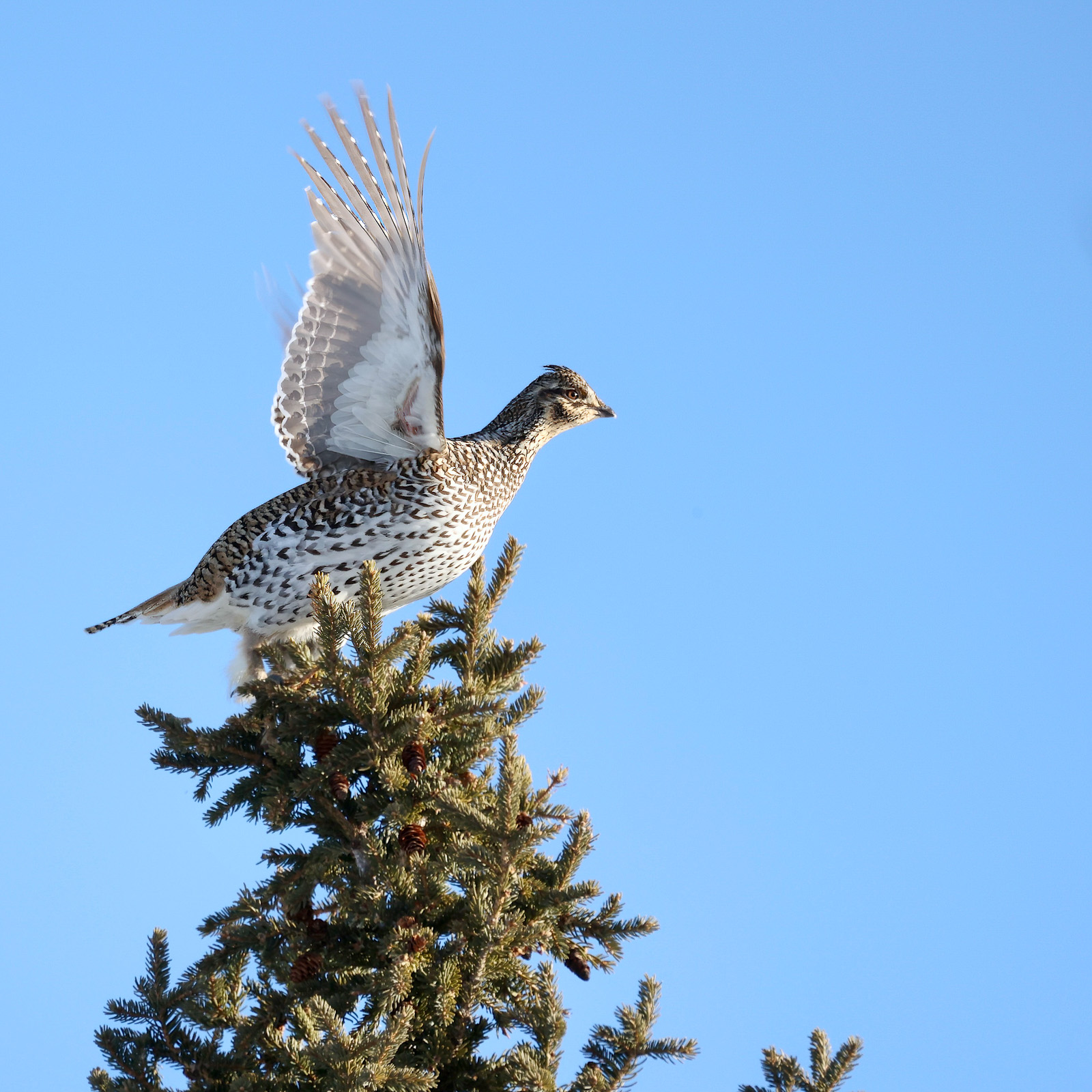 Sharp-tailed Grouse