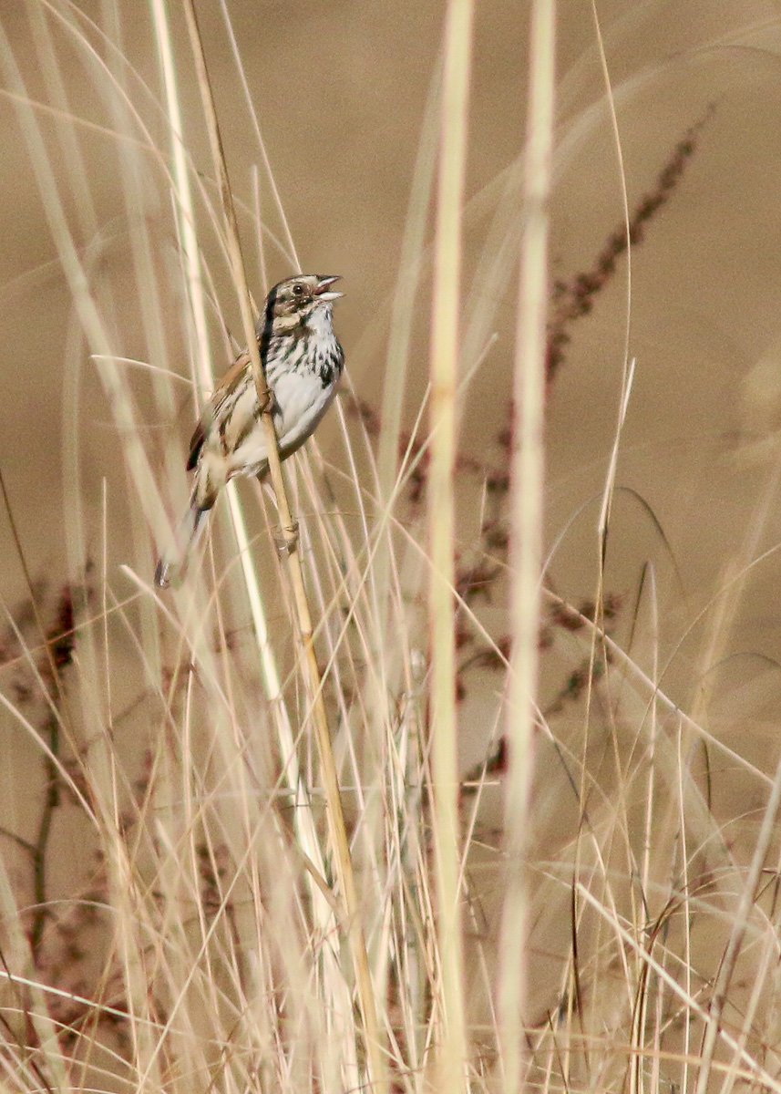 Sierra Madre Sparrow