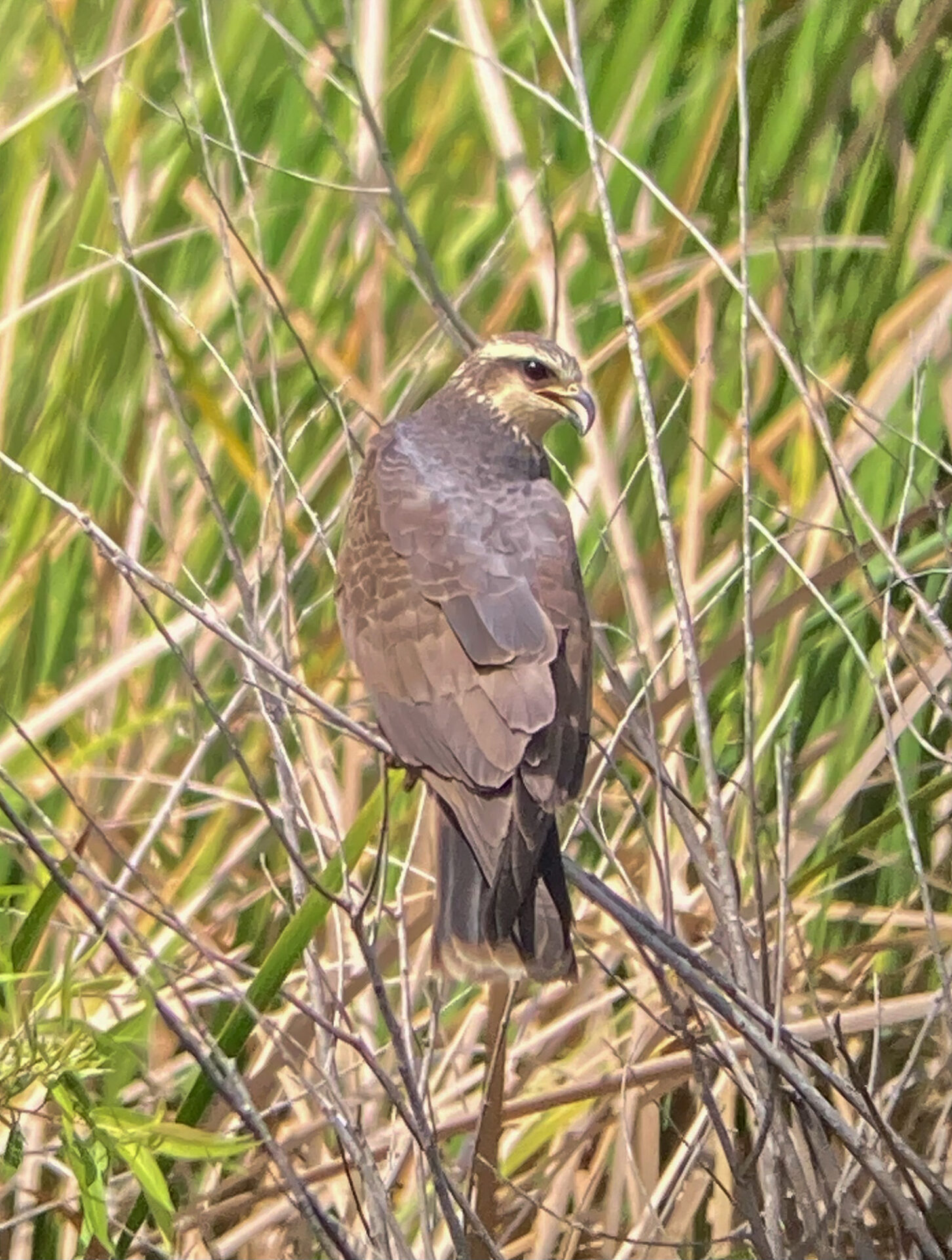 Snail Kite
