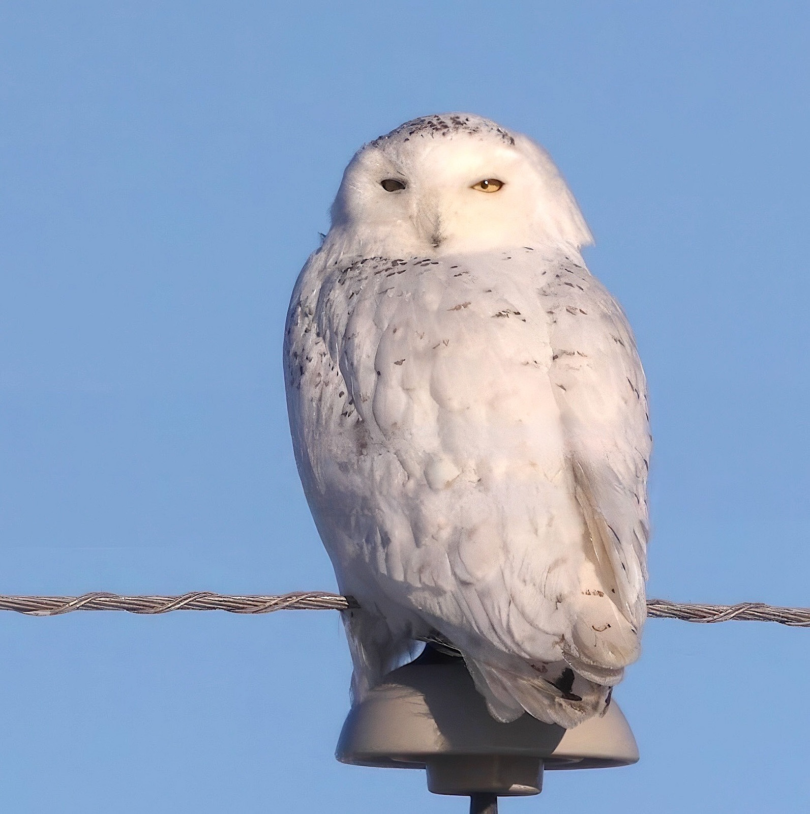 Snowy Owl