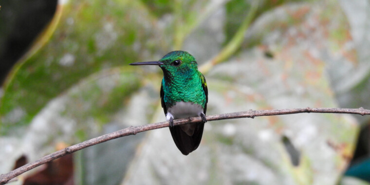 Panama Trip Report January 2023