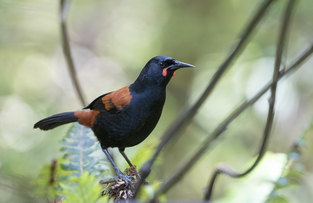 South Island Saddleback