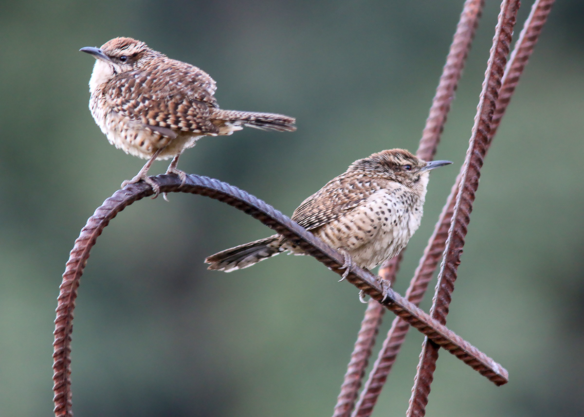 Spotted Wrens