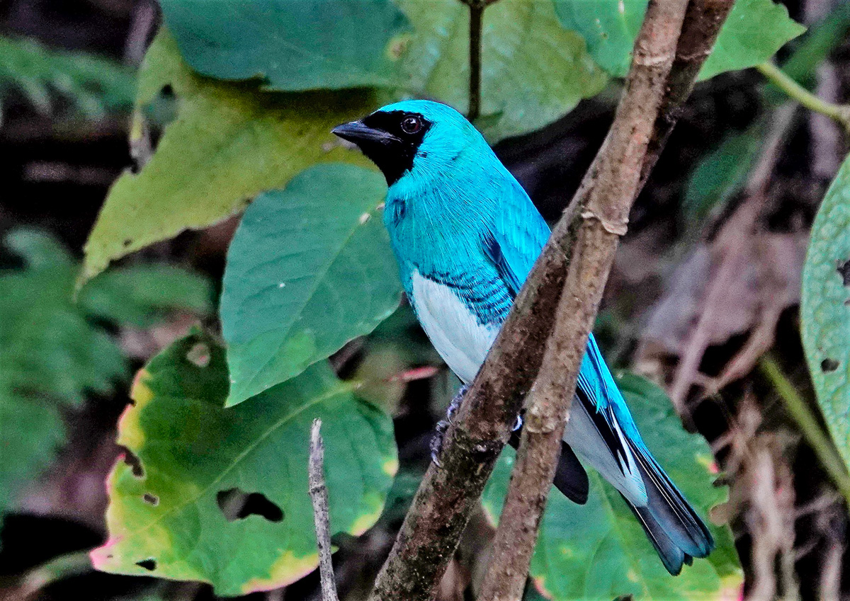 Swallow Tanager in Colombia