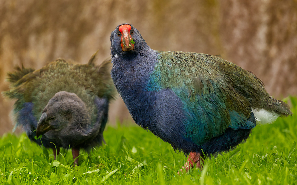 Takahē New Zealand