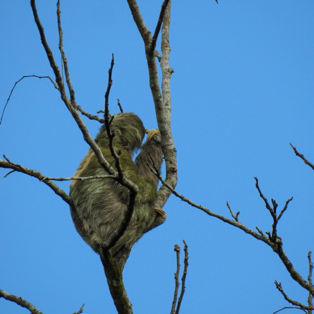 Three-toed Sloth