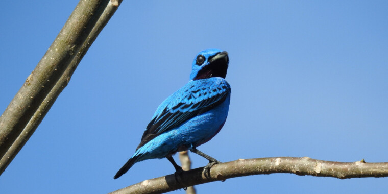 Costa Rica Long 2023 Trip Report