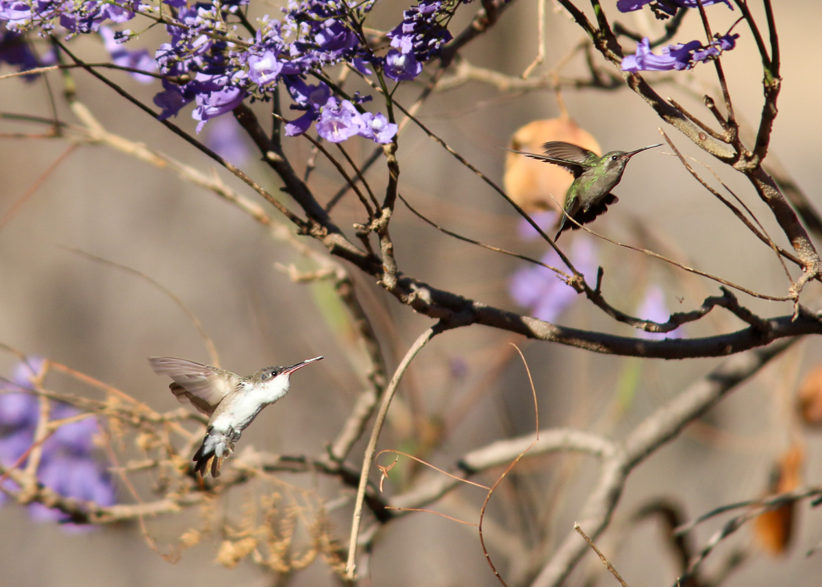Violet-crowned and Broad-billed Hummingbird