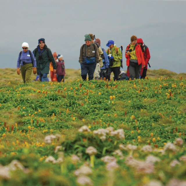 Hiking amongst Bulbinella rossii