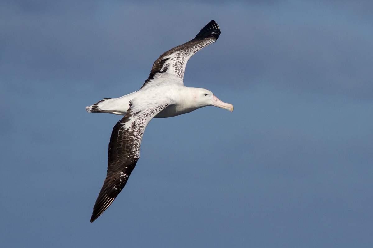 Wandering Albatross