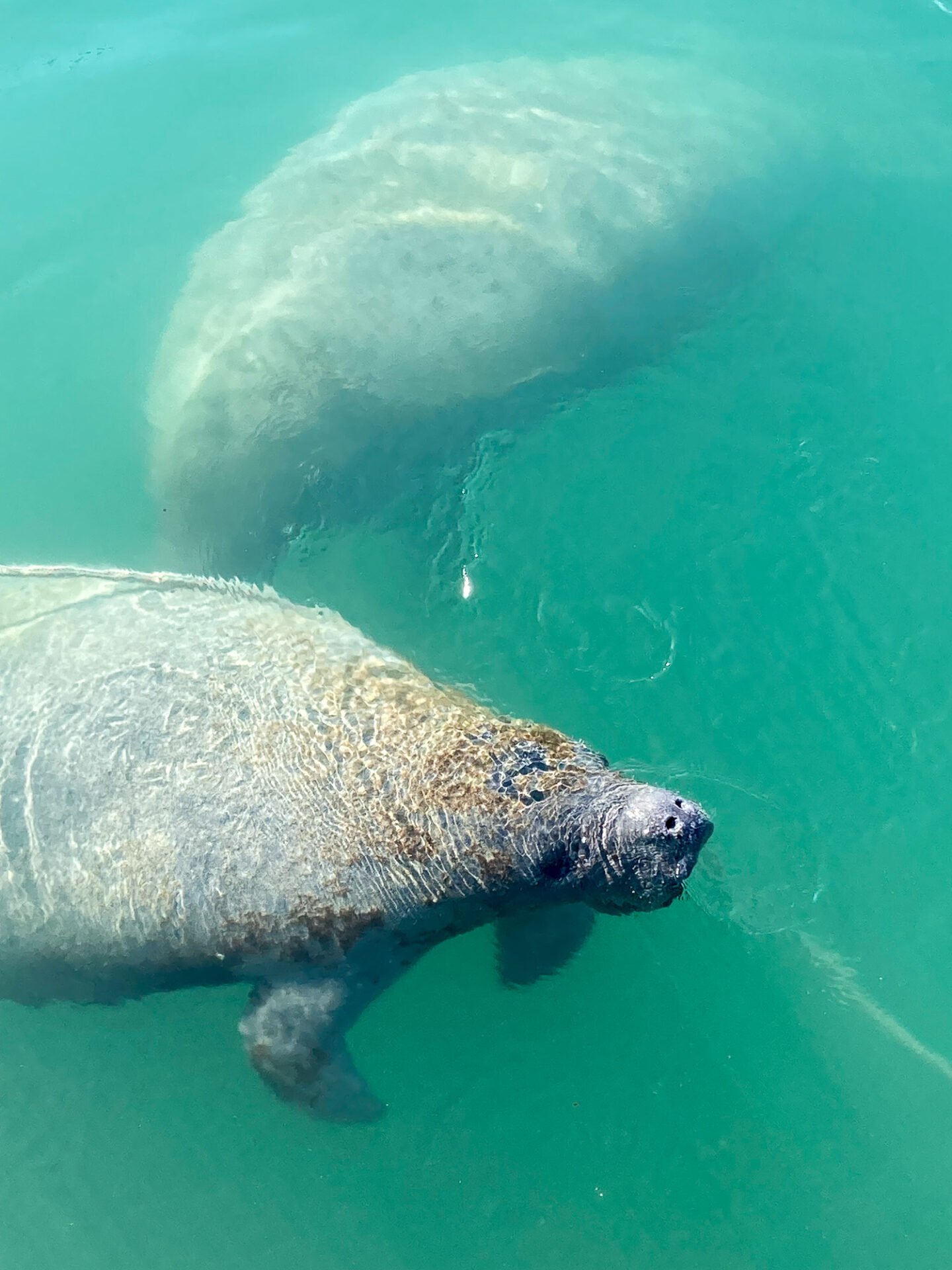 West Indian Manatees