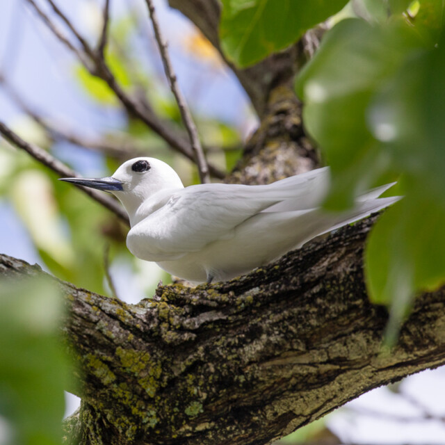 White Tern, Oahu