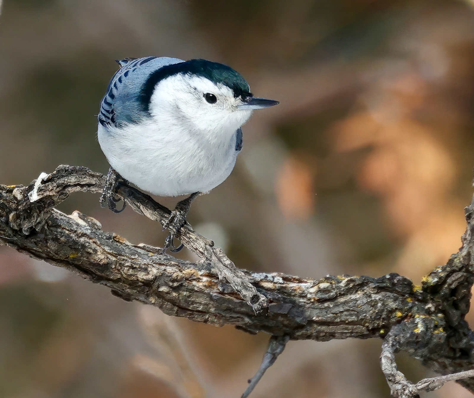 White-breasted Nuthatch