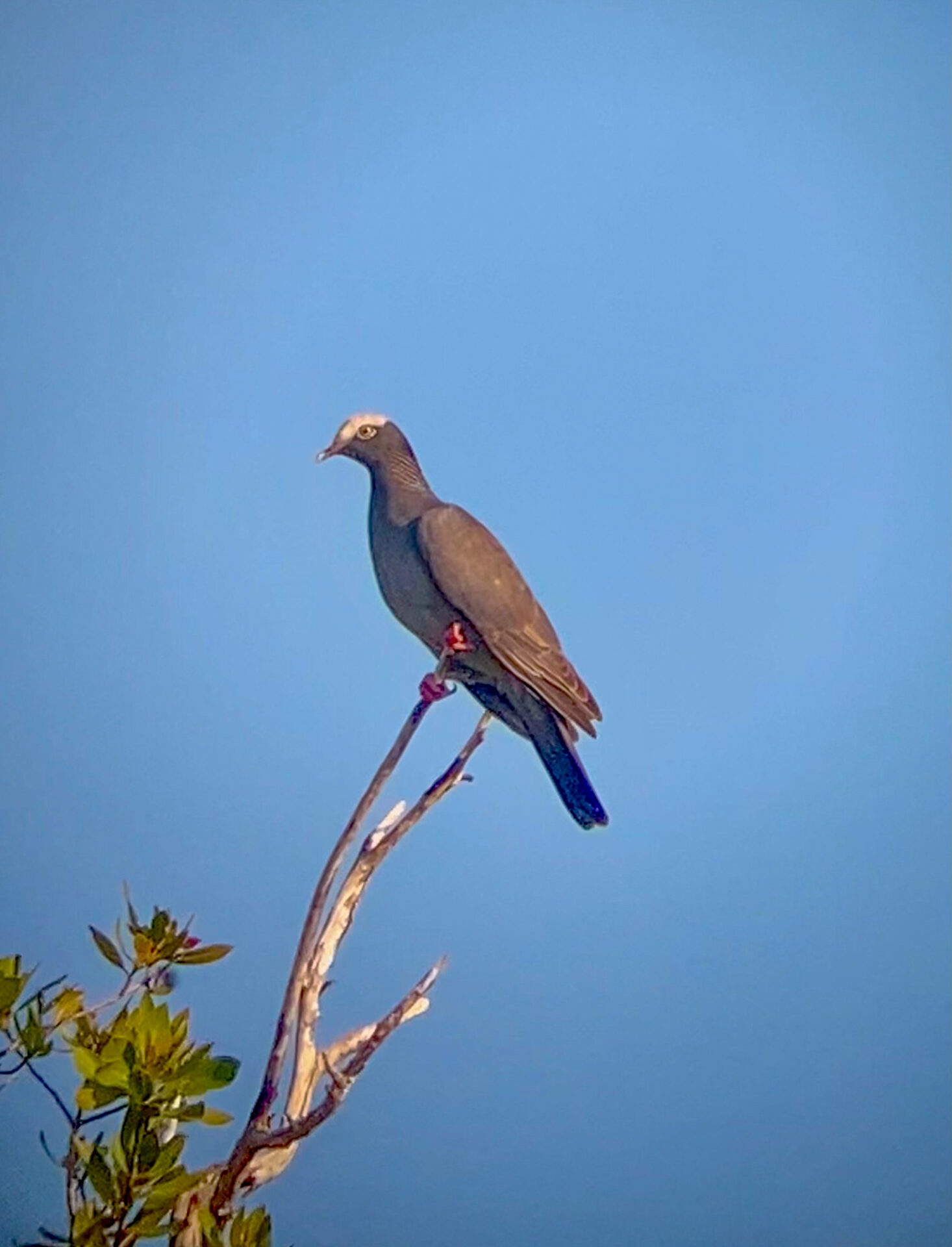 White-crowned Pigeon