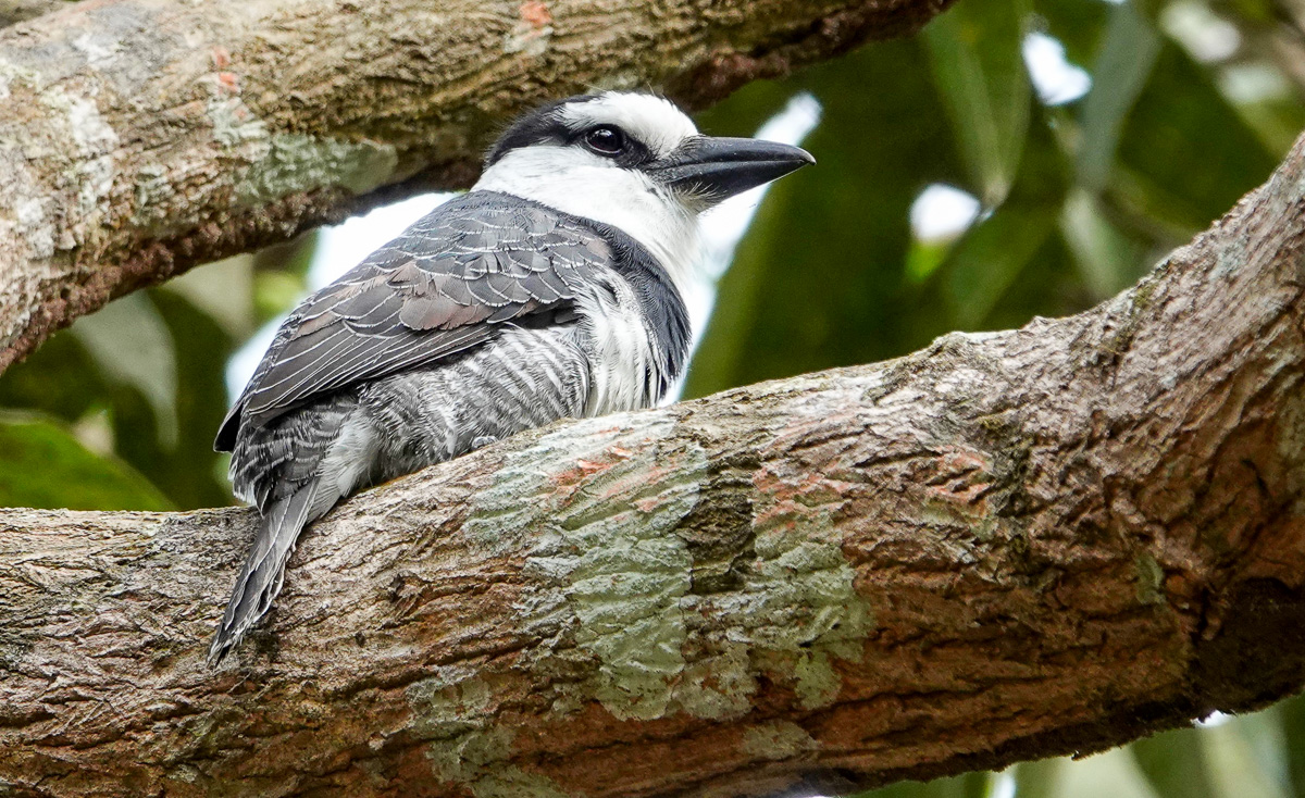 White-necked Puffbird Colombia