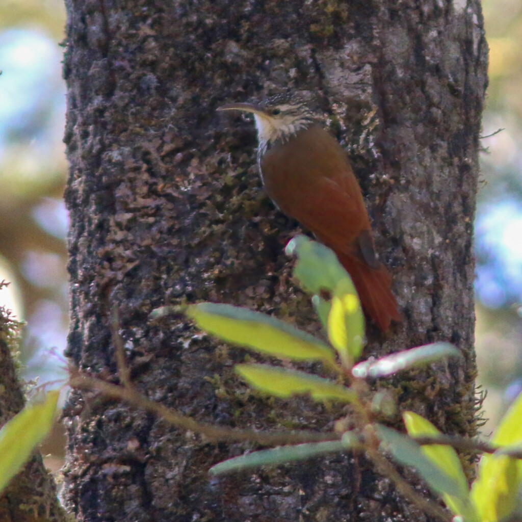 White-striped Woodcreeper