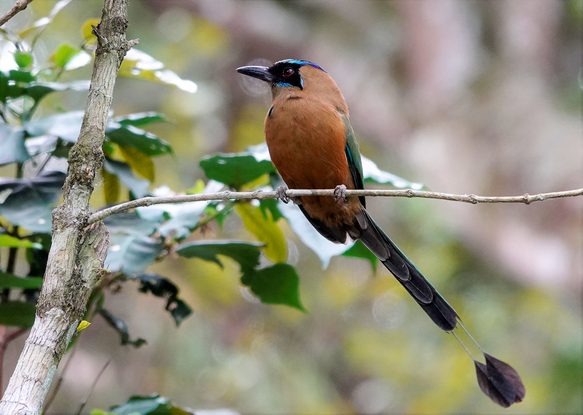 Whooping Motmot, Colombia