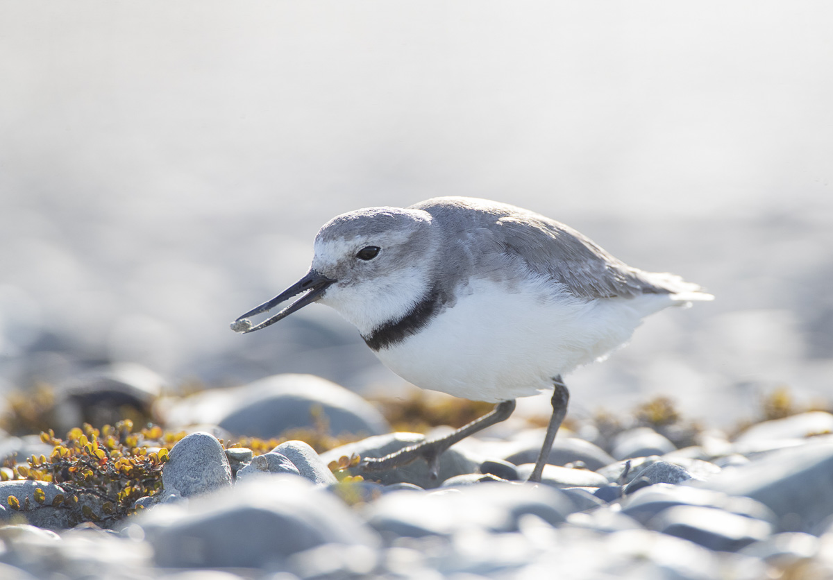 Wrybill