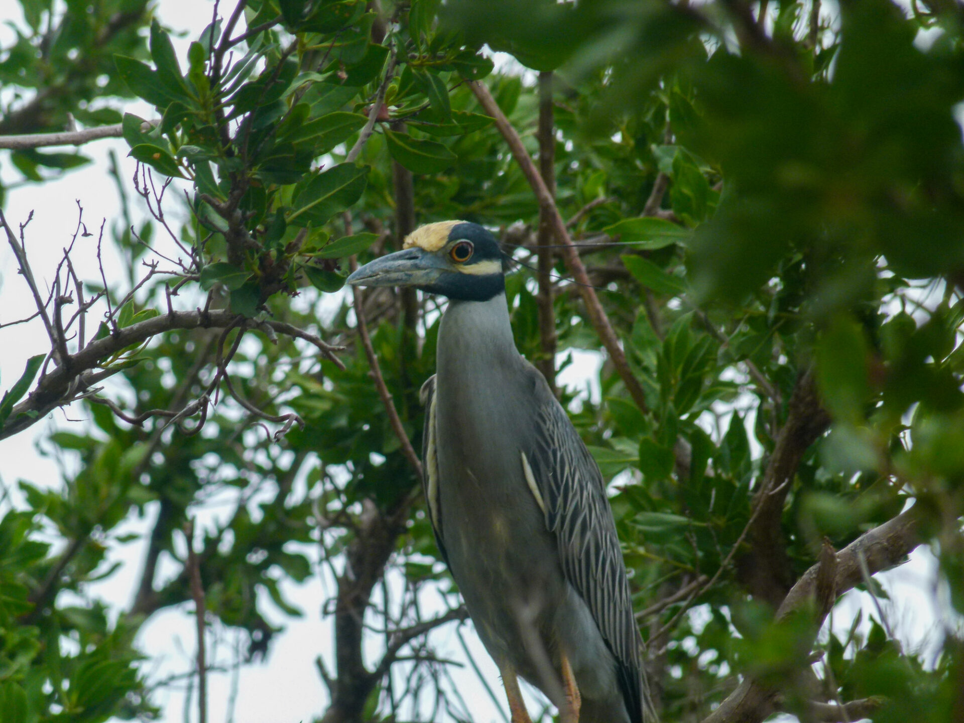 Yellow-crowned Night-Heron