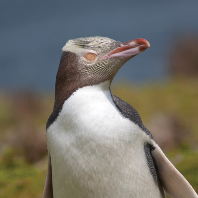 Yellow-eyed Penguin