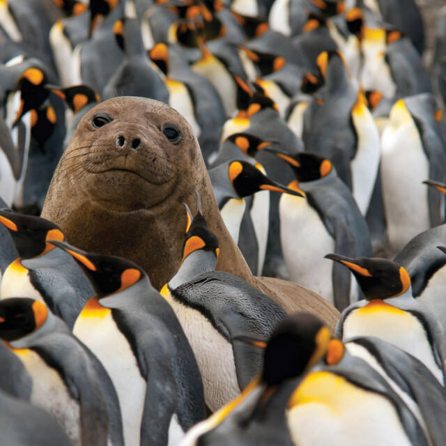 Young Elephant Seal in King Penguin colony