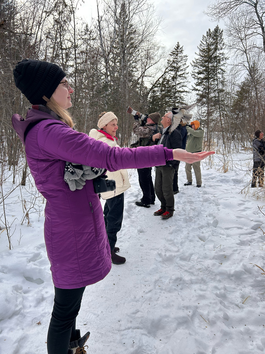 Chickadee landing on hand