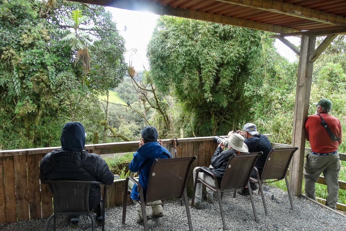 Birders looking at Gray-breasted Mountain Toucan