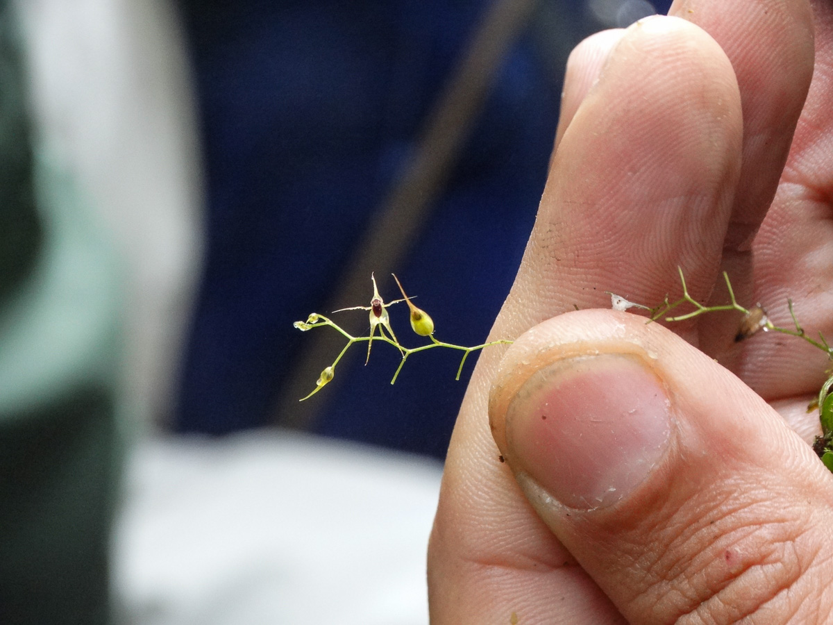 Tiny orchid in Colombia