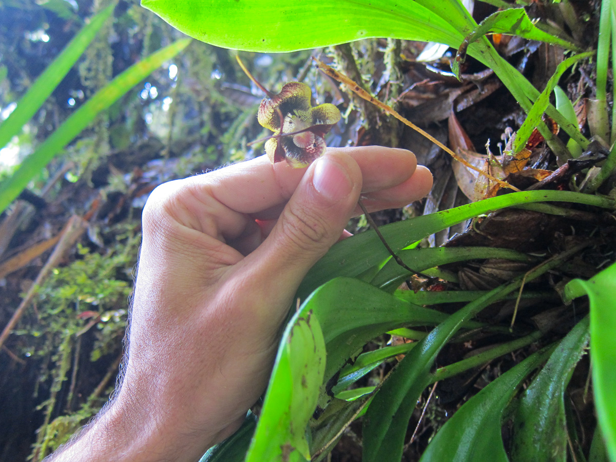 orchid found by our Colombian guide Manuel Espejo